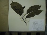 Herbarium sample